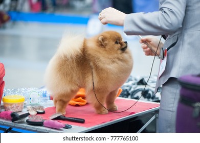 Pomeranian Spitz At The Dog Show, Grooming On The Table