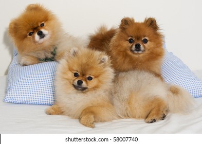 Pomeranian Spitz Dogs In A Family Group Shot