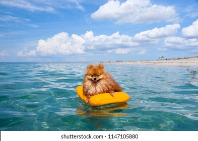 Pomeranian Spitz, Orange dog floats on the sea on a mattress, live in pleasure.
