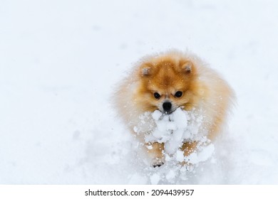 Pomeranian Spitz Play In The Snow