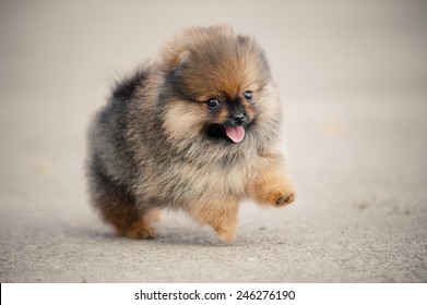 Pomeranian Spitz puppy running on beige background