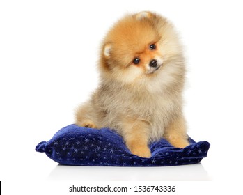 Pomeranian Spitz puppy sits on deep blue pillow on a white background. Baby animal theme