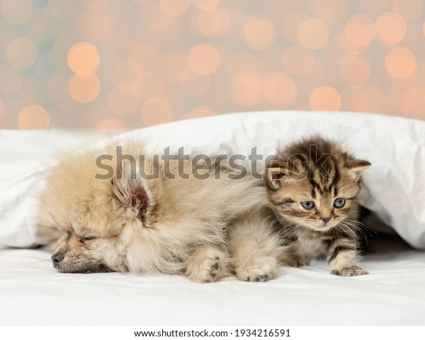 Pomeranian spitz puppy sleep with kitten under\
white blanket on festive\
background