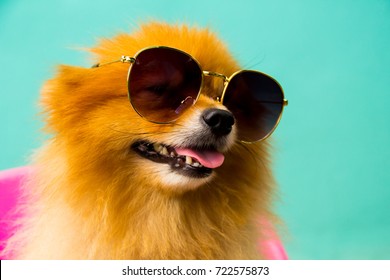A pomeranian spitz puppy is wearing sunglasses.