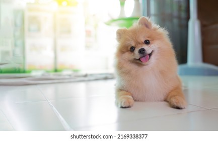 Pomeranian Spitz smiling lying in the house. Pomerania spitz with rounded face. - Shutterstock ID 2169338377