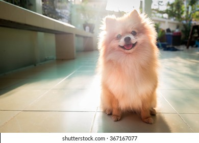 pomeranian spitz smiling watch the evening sun.