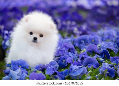 Cute Pomeranian Puppies