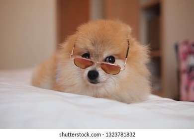 Pomeranian Sunglasses Puppy