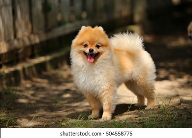 Pomeranian, Toy Dog, Fluffy Dog