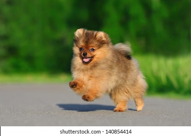 Pomeranian for a walk