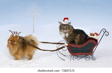 A Pomeranian Wearing Antlers Pulls A Sleigh With Gifts Driven By A Cat Wearing A Santa Hat