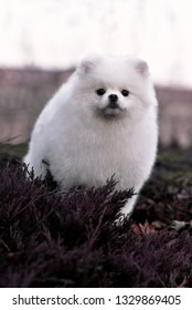 Pomeranian white dog