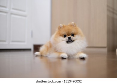 Pomeranina Smile Dog