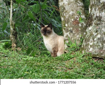 Pomerode/Santa Catarina/Brasil - 07052020: Siamese cat beside the tree