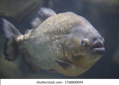 Pomfret Fish Are Perciform Fish Belonging To The Family Bramidae. The Family Currently Includes 20 Species Across 7 Genera.