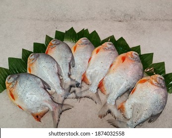 Pomfret Is A Type Of Fish From The Bramidae Family. This Fish Comes From Hawaii And A Number Of Regions In Indonesia.