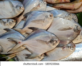 Pomfrets Are Perciform Fish Belonging To The Family Of  Bramidae Are Available In The Markets Of West Bengal, India Specially In Kolkata.