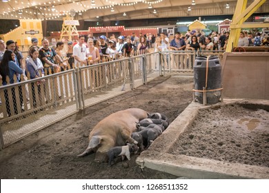 Pomona, CA: September 9, 2018:  Petting Zoo Area Of The LA County Fair.  The LA County Fair Is One Of The Largest County Fairs In America.  