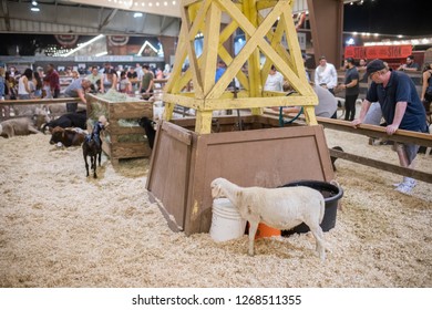 Pomona, CA: September 9, 2018:  Petting Zoo Area Of The LA County Fair.  The LA County Fair Is One Of The Largest County Fairs In America.  