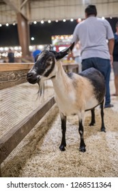 Pomona, CA: September 9, 2018:  Petting Zoo Area Of The LA County Fair.  The LA County Fair Is One Of The Largest County Fairs In America.  