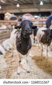 Pomona, CA: September 9, 2018:  Petting Zoo Area Of The LA County Fair.  The LA County Fair Is One Of The Largest County Fairs In America.  