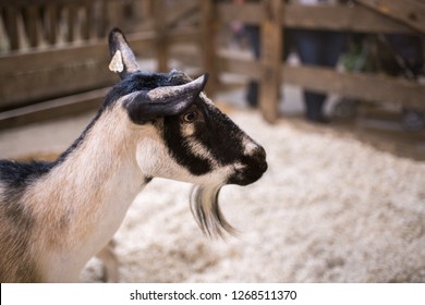 Pomona, CA: September 9, 2018:  Petting Zoo Area Of The LA County Fair.  The LA County Fair Is One Of The Largest County Fairs In America.  