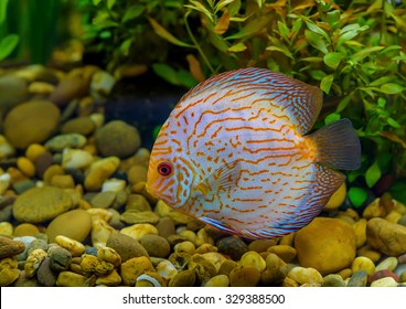 Pompadour, Discus Fish.