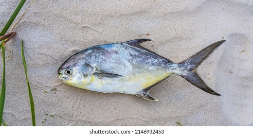 Pompano Fish Caught In The Atlantic Ocean Lies On Sand. Melbourne Beach, Florida