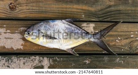 Pompano fish, freshly caught in the Atlantic Ocean, lies on the boards of the pier. Melbourne Beach, Florida