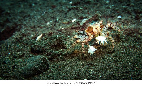 Pom Pom Crab High Res Stock Images Shutterstock