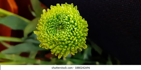 2,259 imágenes de White pompon flower - Imágenes, fotos y vectores de stock  | Shutterstock