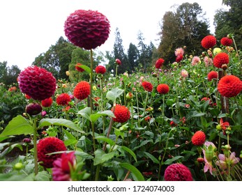 Pompon Dahlias At Point Defiance Park In Tacoma WA