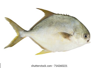 Pomrfet fish or pompano fish isolated on white background