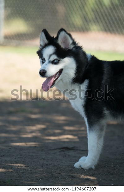 Pomsky Husky Pomeranian Mix Stock Photo Edit Now 1194607207