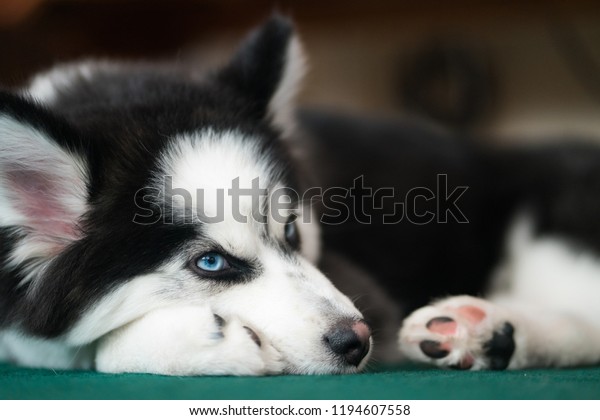 Pomsky Husky Pomeranian Mix Lying Down の写真素材 今すぐ編集