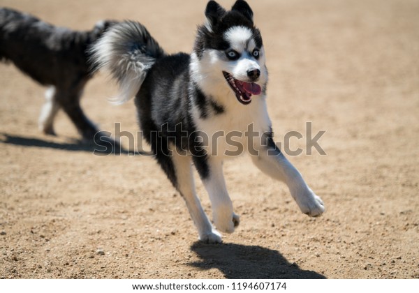 Pomsky Husky Pomeranian Mix Running Tongue Royalty Free Stock Image