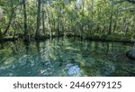 Ponce de Leon Springs State Park in Florida. 