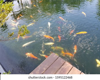 Giant​ Carp​ In​ The​ Big​ Pond