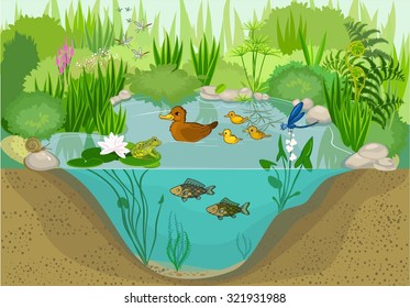 Pond Ecosystem Images, Stock Photos & Vectors | Shutterstock