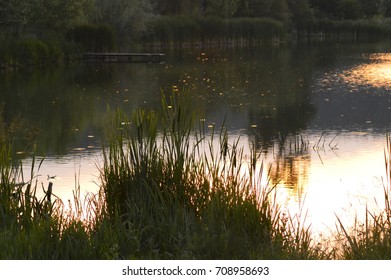 The pond 