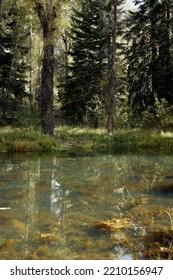 Pond Along The Path Of Rio Grande Trail In Aspen, Colorado