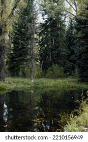 Pond Along The Path Of Rio Grande Trail In Aspen, Colorado