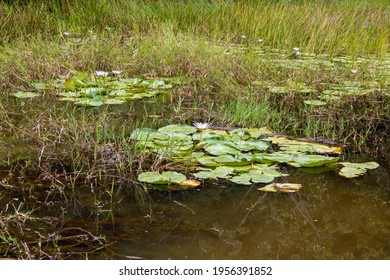 Pond With Aquatic Plants And Dark Water