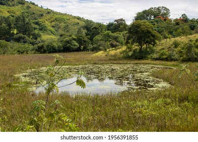 Pond With Aquatic Plants And Dark Water