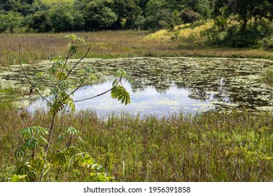 Pond With Aquatic Plants And Dark Water