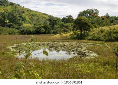 Pond With Aquatic Plants And Dark Water