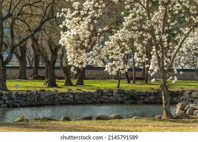 the pond and the blooming magnolia tree - Powered by Shutterstock