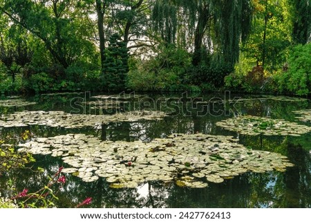 Pond with blooming water lilies and reflection of the sky in the water