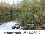 Pond with cattails and reed. Marshes plants, water stream, river. Autumn riverbank, river side. Wet zone, fish creek, wetland. Vyrva tract, Khortytsia, Zaporizhzhia, Ukraine.