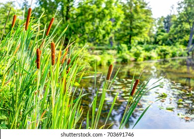 Aquatic Stock Photos Images Photography Shutterstock